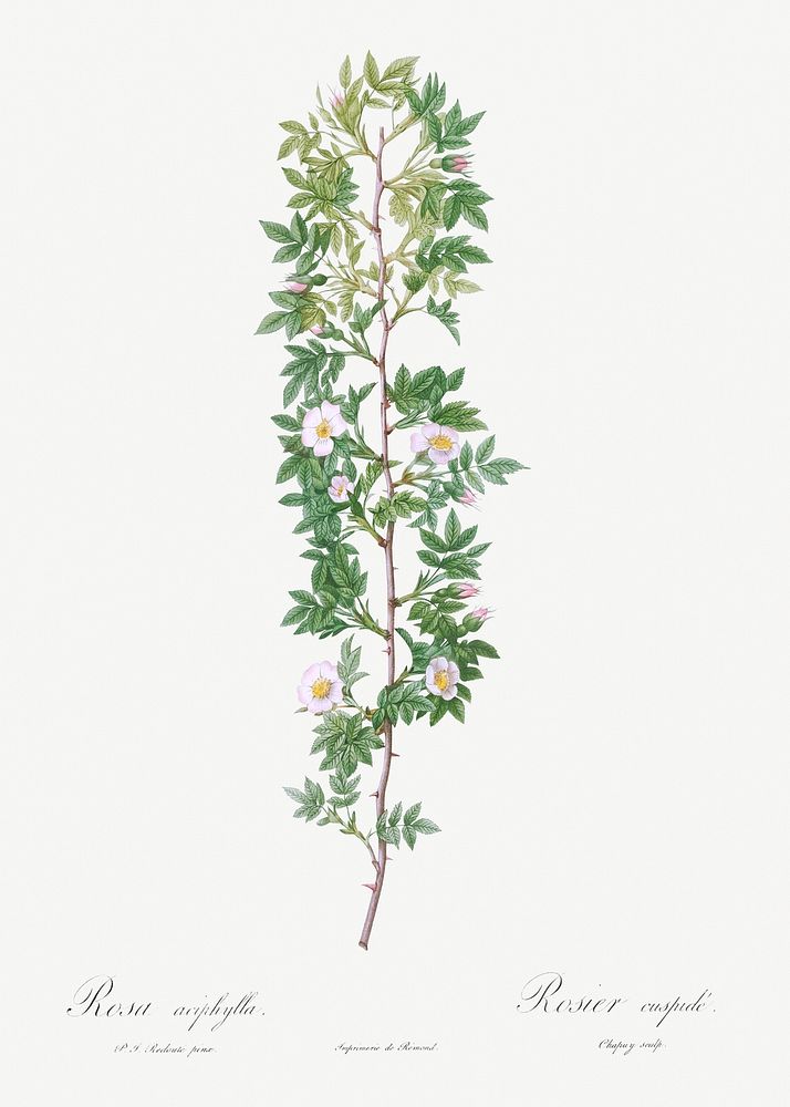 Cuspidate Rose, Rosa aciphylla from Les Roses (1817&ndash;1824) by Pierre-Joseph Redout&eacute;. Original from the Library…
