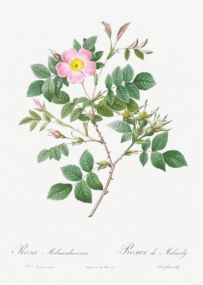 Malmedy Rose, Rosa Malmundariensis from Les Roses (1817&ndash;1824) by Pierre-Joseph Redout&eacute;. Original from the…