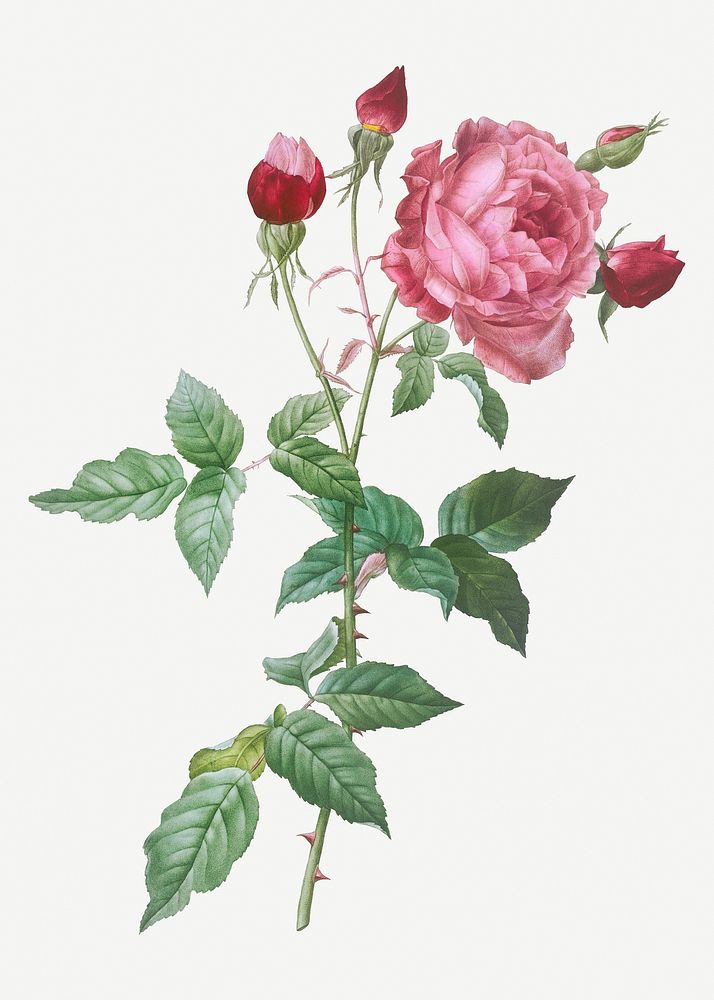 Vintage blooming Provence rose illustration