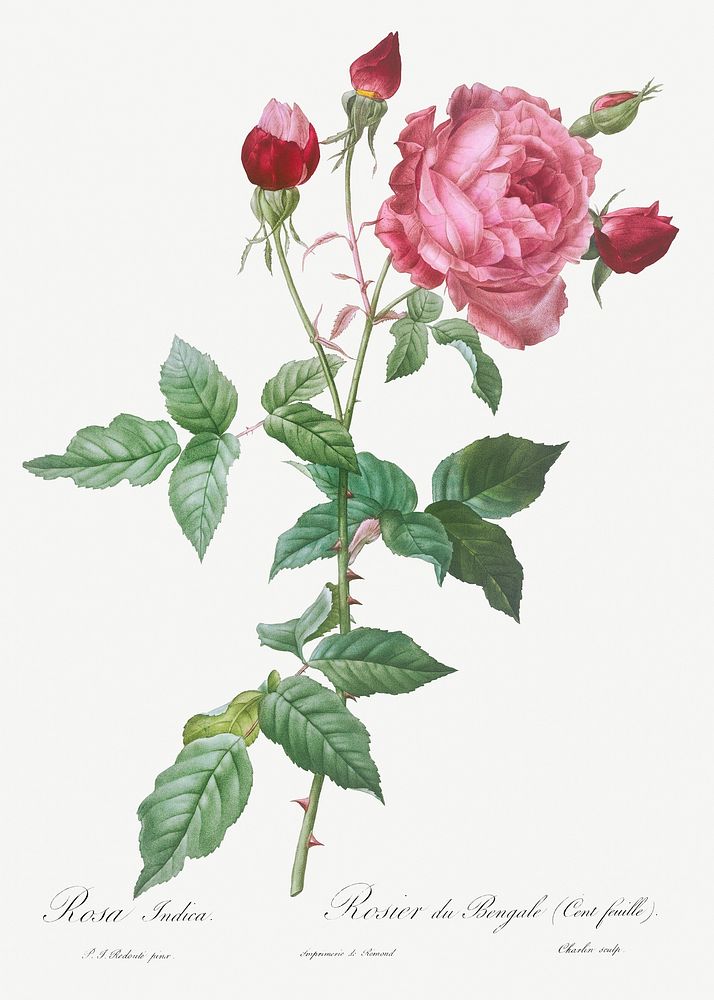 Provence Rose, Rosa indica from Les Roses (1817&ndash;1824) by Pierre-Joseph Redout&eacute;. Original from the Library of…