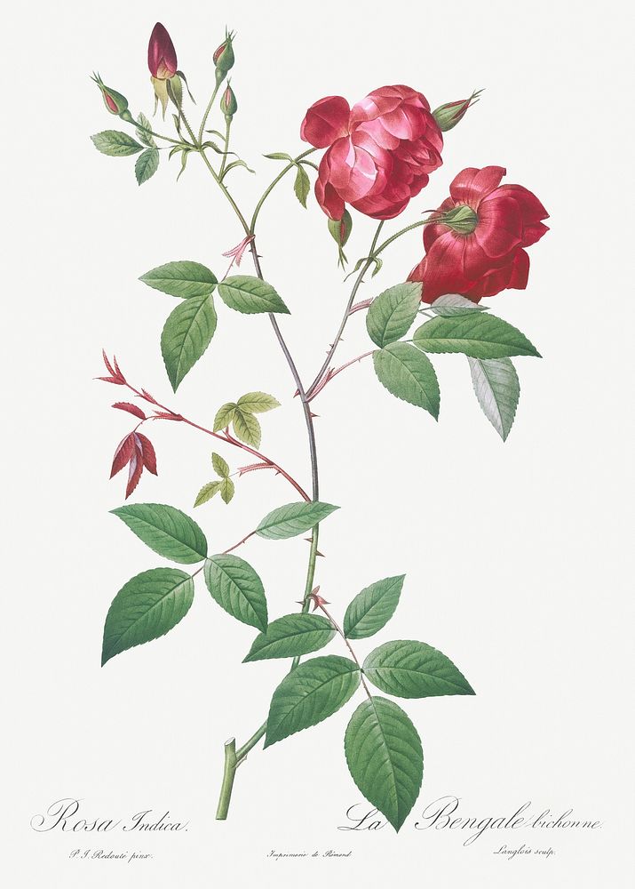 Velvet China Rose, Rosa indica from Les Roses (1817&ndash;1824) by Pierre-Joseph Redout&eacute;. Original from the Library…