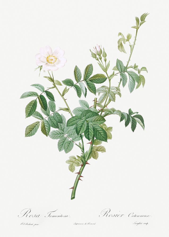 White Downy Rose, also known as Cottony Rose (Rosa tomentosa) from Les Roses (1817&ndash;1824) by Pierre-Joseph…