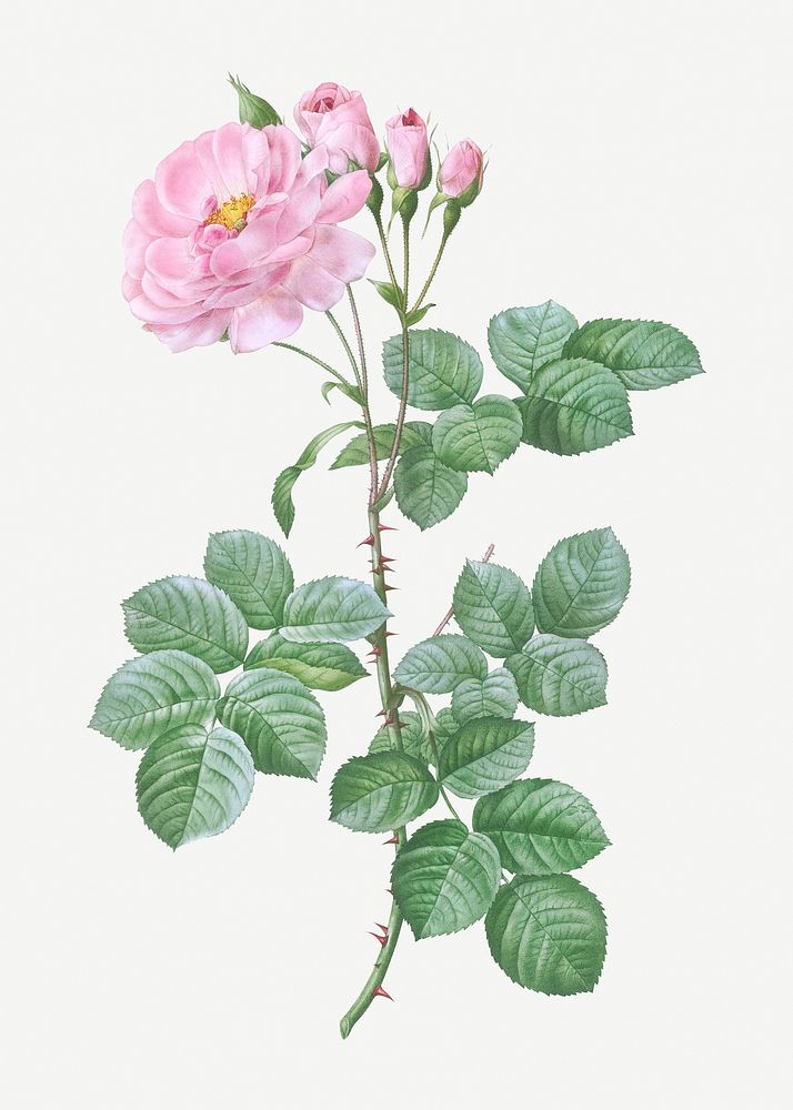 Vintage blooming damask rose illustration