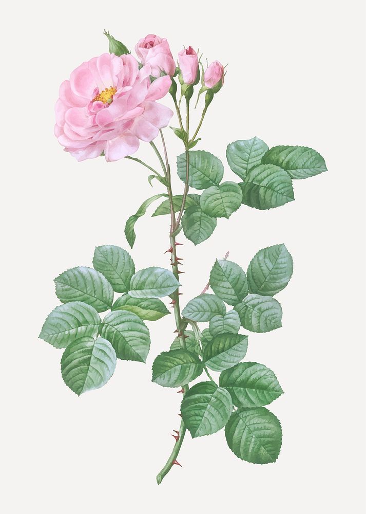 Vintage blooming damask rose vector