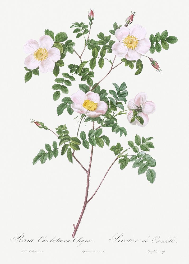 De Candolle's white rose, also known as Rosier de Candolle (Rosa candolleana elegans) from Les Roses (1817&ndash;1824) by…