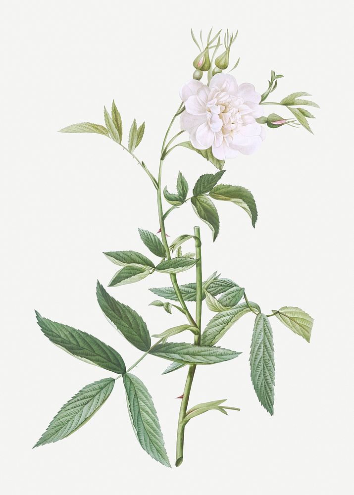 White rose of York illustration