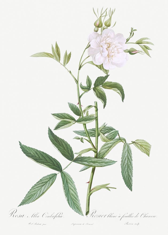 Rosa &times; alba, also known as White Rose with Hemp Leaves (Rosa alba cimboefolia) from Les Roses (1817&ndash;1824) by…