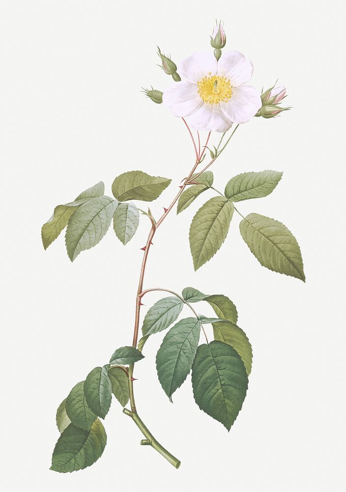 Big-leaved climbing rose illustration