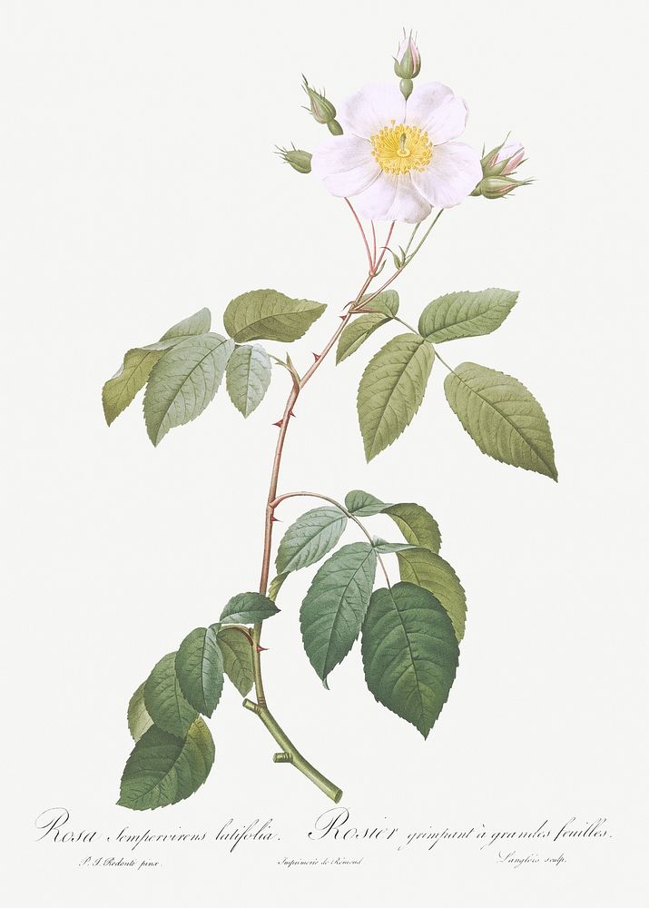Big-Leaved Climbing Rose, Rosa sempervirens latifolia from Les Roses (1817&ndash;1824) by Pierre-Joseph Redout&eacute;.…