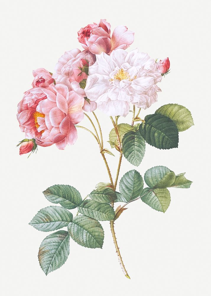 Vintage blooming pink rosebush illustration