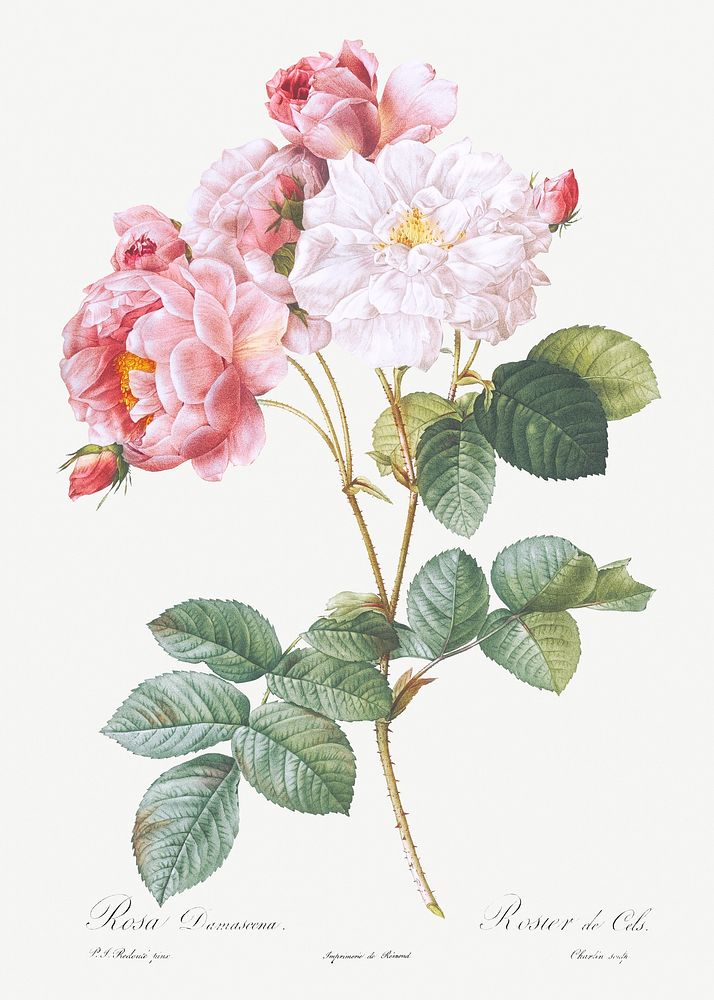Rosa &times; damascena, Rosebush (Rosa damascena) from Les Roses (1817&ndash;1824) by Pierre-Joseph Redout&eacute;. Original…