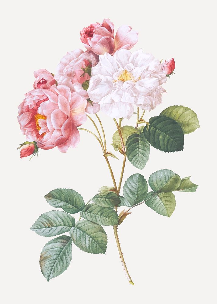 Vintage blooming pink rosebush vector