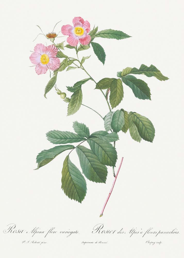 Variegated Alpine Rose, Rosa alpina flore variegato from Les Roses (1817&ndash;1824) by Pierre-Joseph Redout&eacute;.…