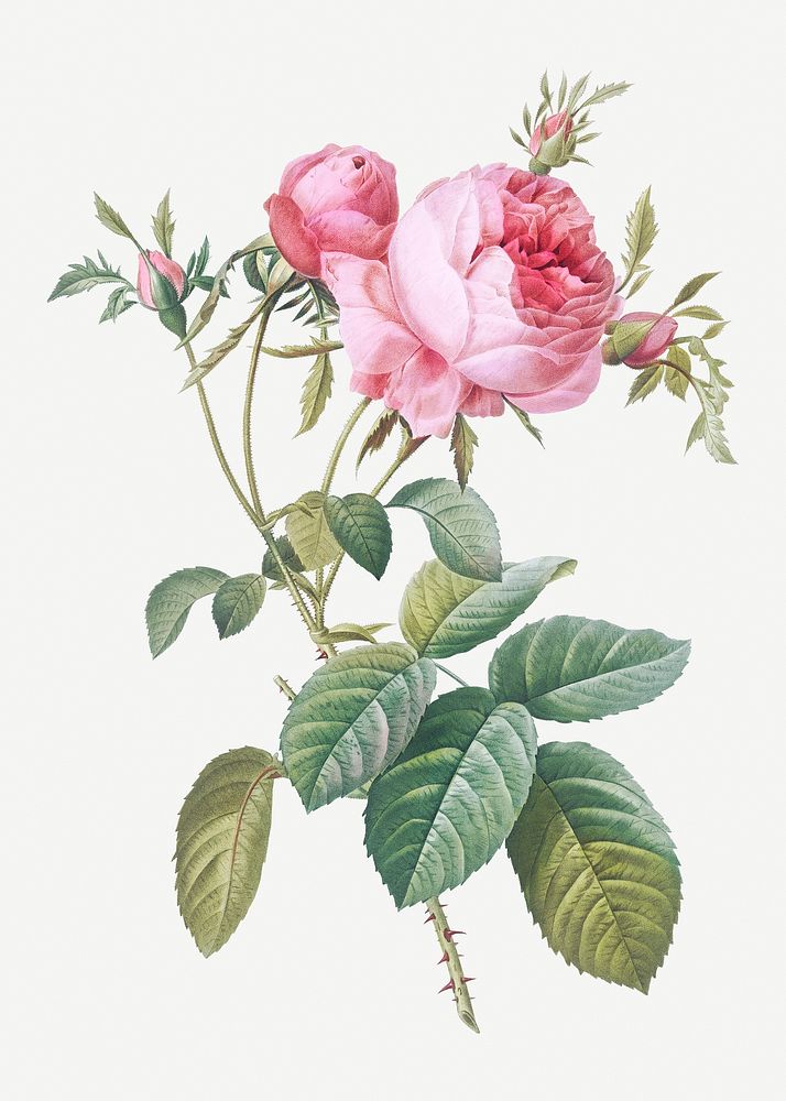 Vintage rose de mai illustration | Premium PSD Illustration - rawpixel