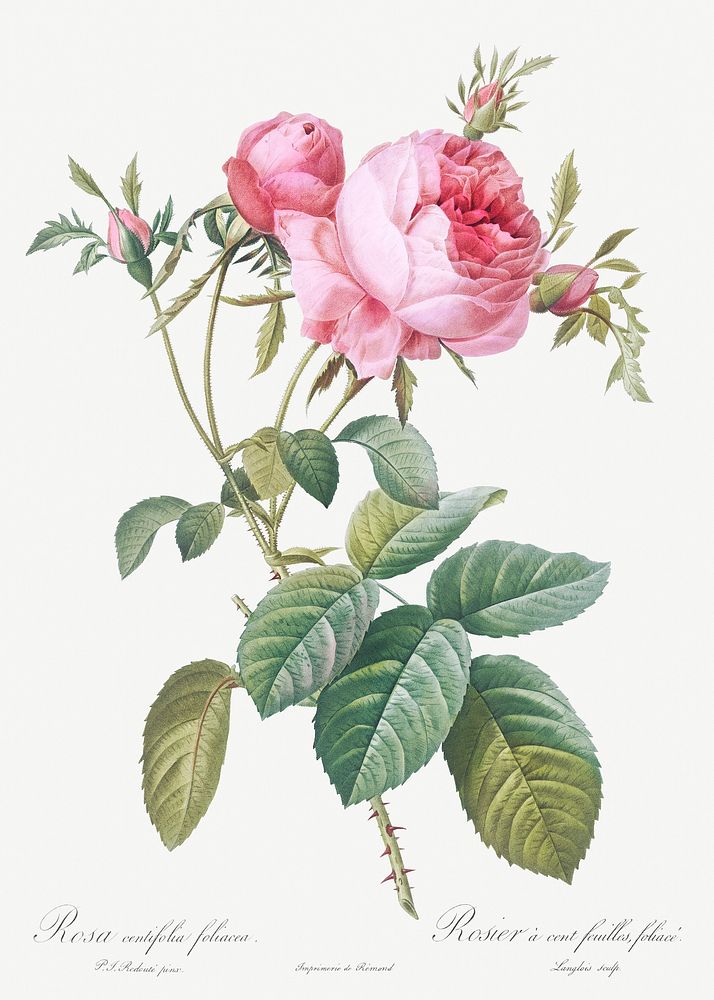 Rose de Mai, Rosa centifolia foliacea from Les Roses (1817&ndash;1824) by Pierre-Joseph Redout&eacute;. Original from the…