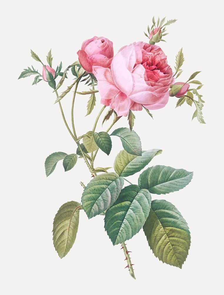 Vintage rose de mai vector