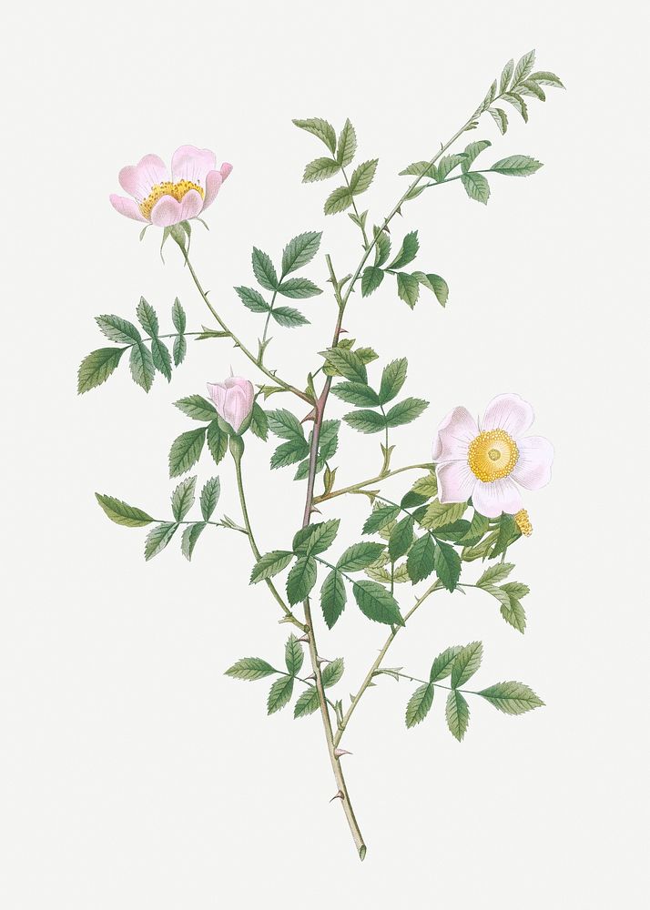 Vintage pink hedge rose illustration