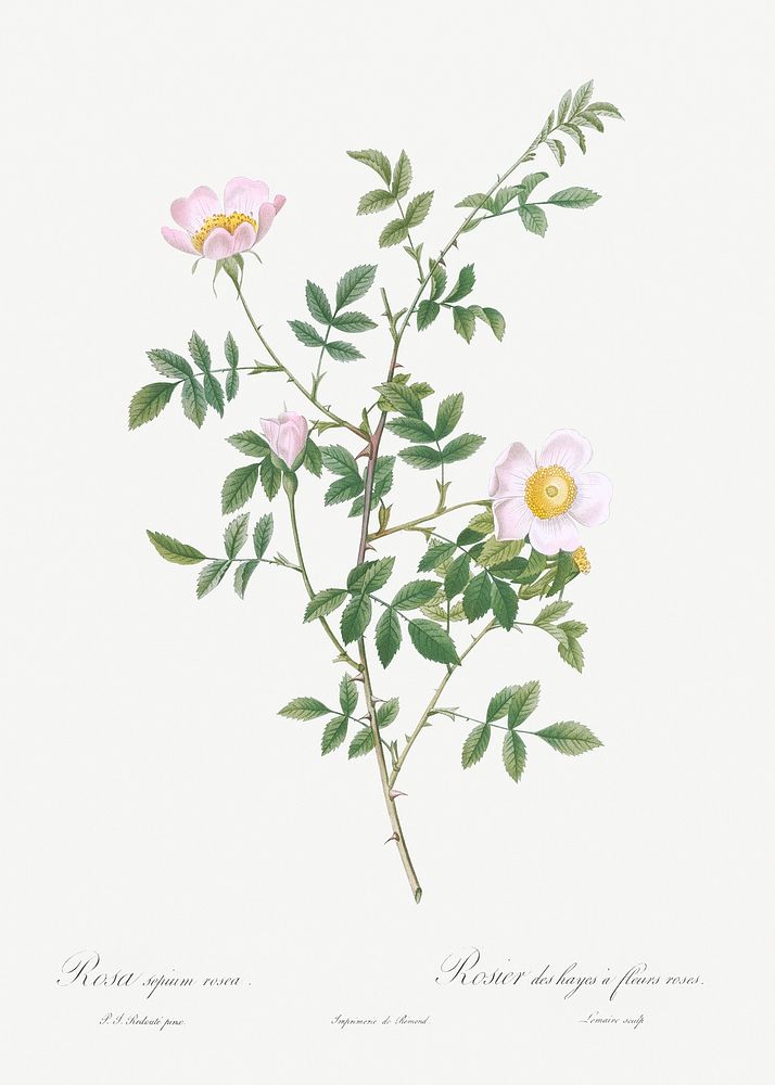 Pink Hedge Rose, Rosa sepium rosea from Les Roses (1817&ndash;1824) by Pierre-Joseph Redout&eacute;. Original from the…