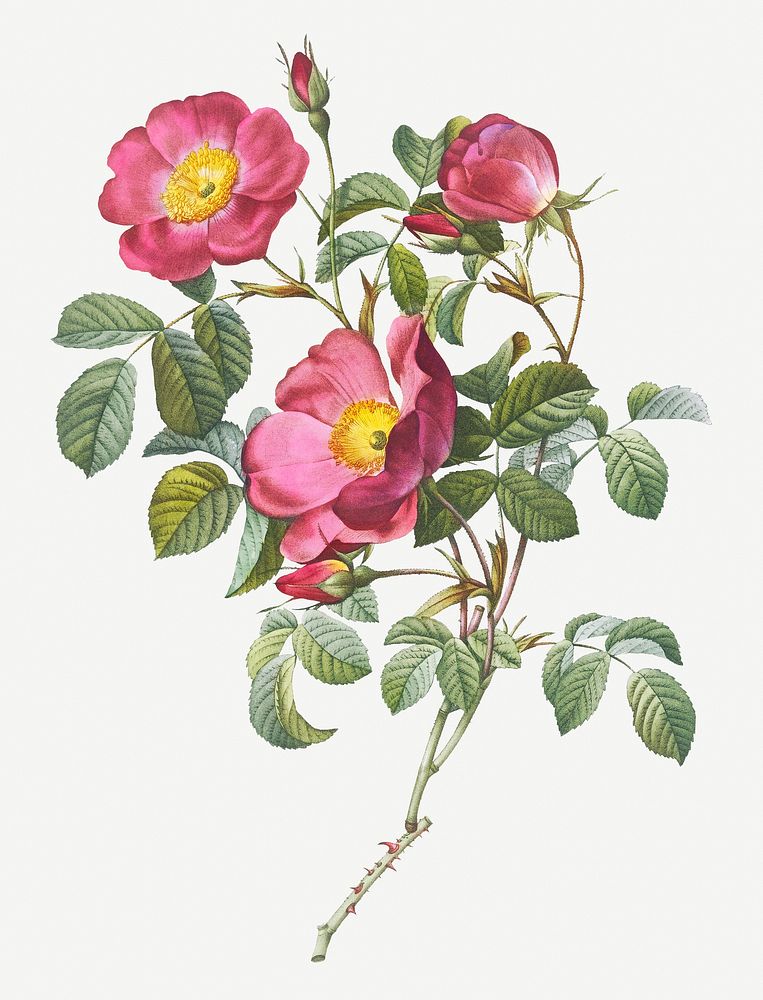 Vintage rose of love illustration