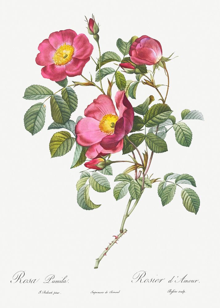 Rose of Love, Rosa pumila from Les Roses (1817&ndash;1824) by Pierre-Joseph Redout&eacute;. Original from the Library of…