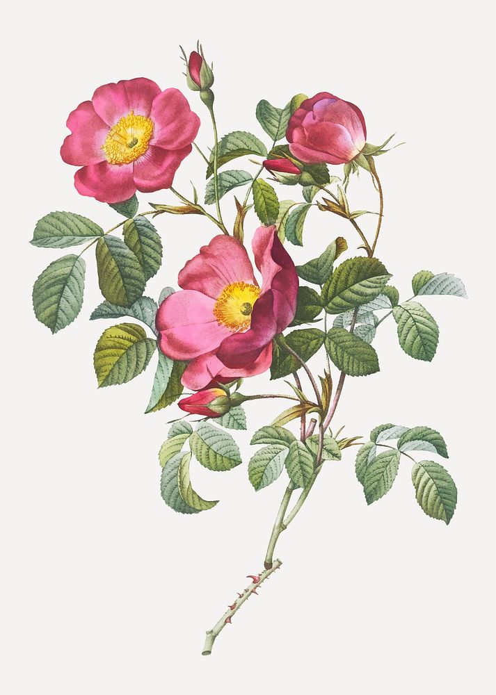 Vintage rose of love vector