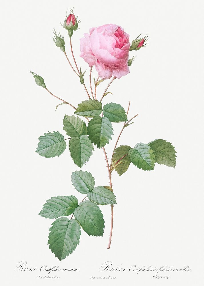 Crenate-Leaved Cabbage Rose, Rosa centifolia crenata from Les Roses (1817&ndash;1824) by Pierre-Joseph Redout&eacute;.…