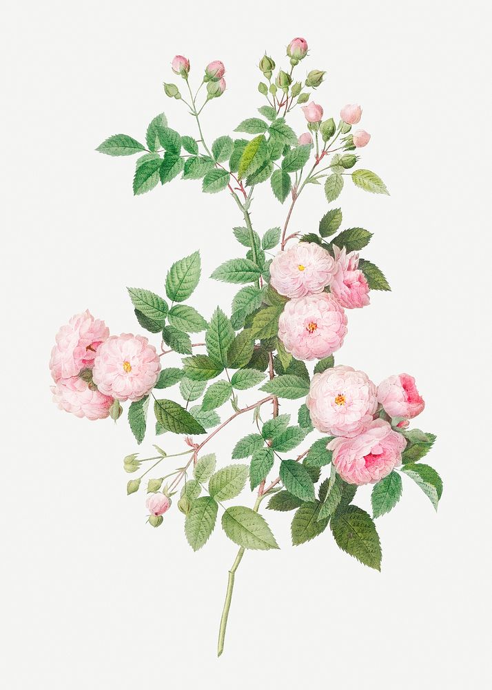 Vintage blooming flesh pink roses illustration