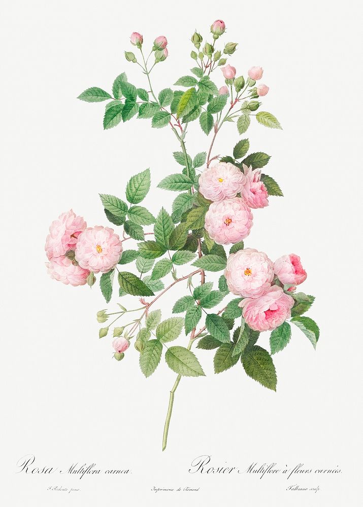 Flesh-Pink Multiflora, Rosa multiflora carnea from Les Roses (1817&ndash;1824) by Pierre-Joseph Redout&eacute;. Original…