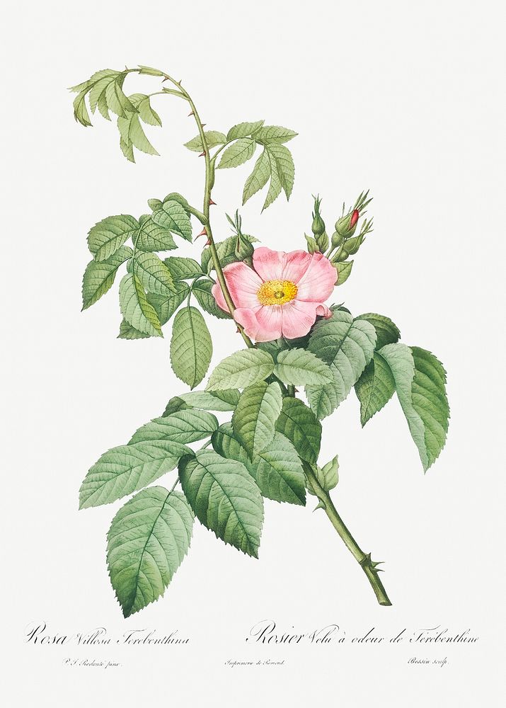 The Apple Rose, also known as Spanish Rosehip Rose (Rosa villosa) from Les Roses (1817&ndash;1824) by Pierre-Joseph…