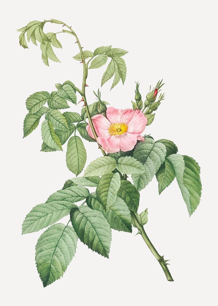 Vintage blooming apple rose illustration