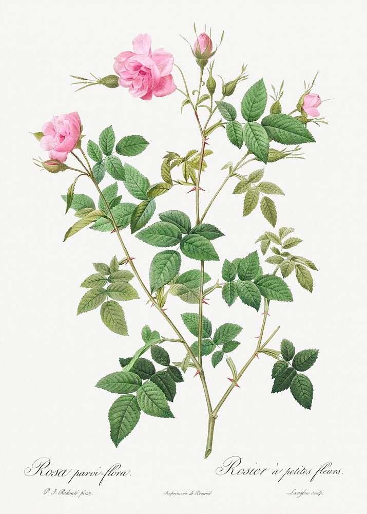 Wild Rose, also known as Rosebush with small flowers (Rosa parviflora) from Les Roses (1817&ndash;1824) by Pierre-Joseph…