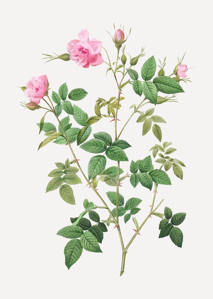 Rosebush with small flowers vector