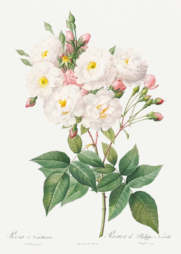 Rosa &times; noisettiana, also known as Rose of Philippe Noiselle from Les Roses (1817&ndash;1824) by Pierre-Joseph…