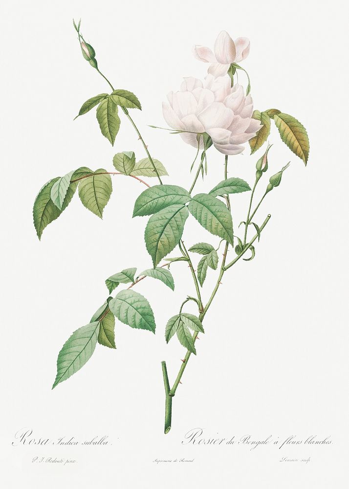 Variety of Monthly Rose also known as Bengal Rose with White Flowers (Rosa indica subalba) from Les Roses (1817&ndash;1824)…