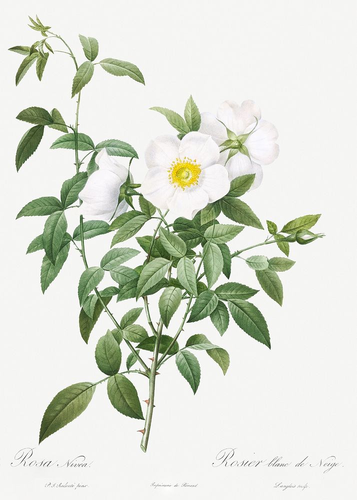 Cherokee Rose, also known as White Rose of Snow (Rosa Nivea) from Les Roses (1817&ndash;1824) by Pierre-Joseph…