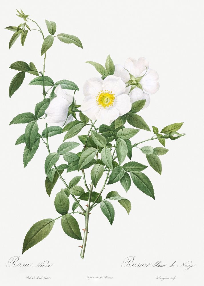 Cherokee Rose, also known as White Rose of Snow (Rosa Nivea) from Les Roses (1817–1824) by Pierre-Joseph Redouté. Original…