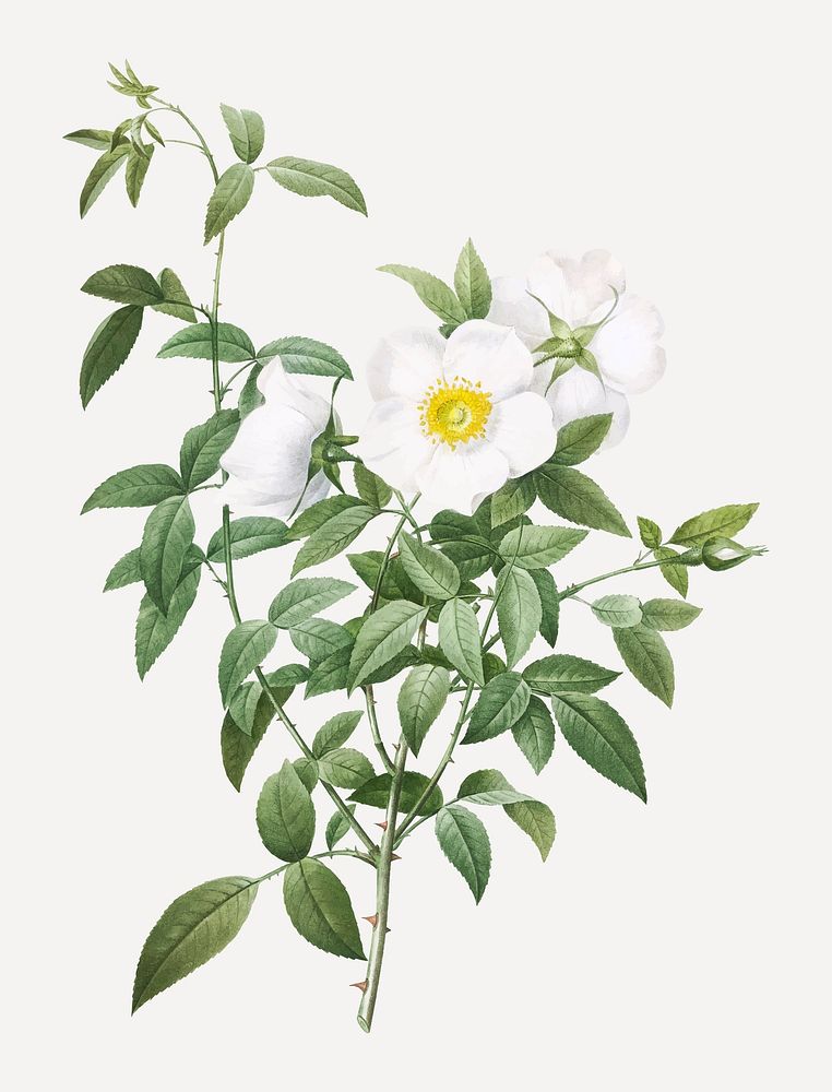 White rose of snow vector