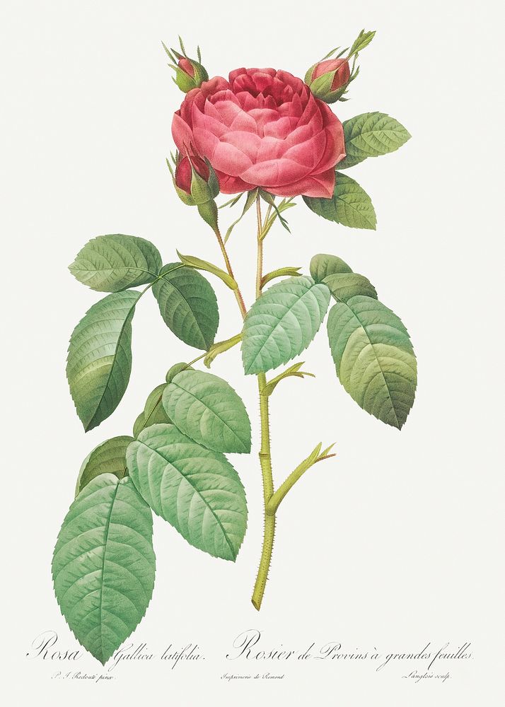 Gallic Rose, also known as Rose of Provins with Large Leaves (Rosa gallica latifolia) from Les Roses (1817&ndash;1824) by…
