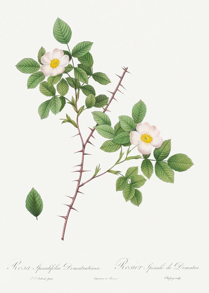 Spiny-Leaved Rose of Dematra, Rosa Spinulifolia Dematriana from Les Roses (1817&ndash;1824) by Pierre-Joseph Redout&eacute;.…