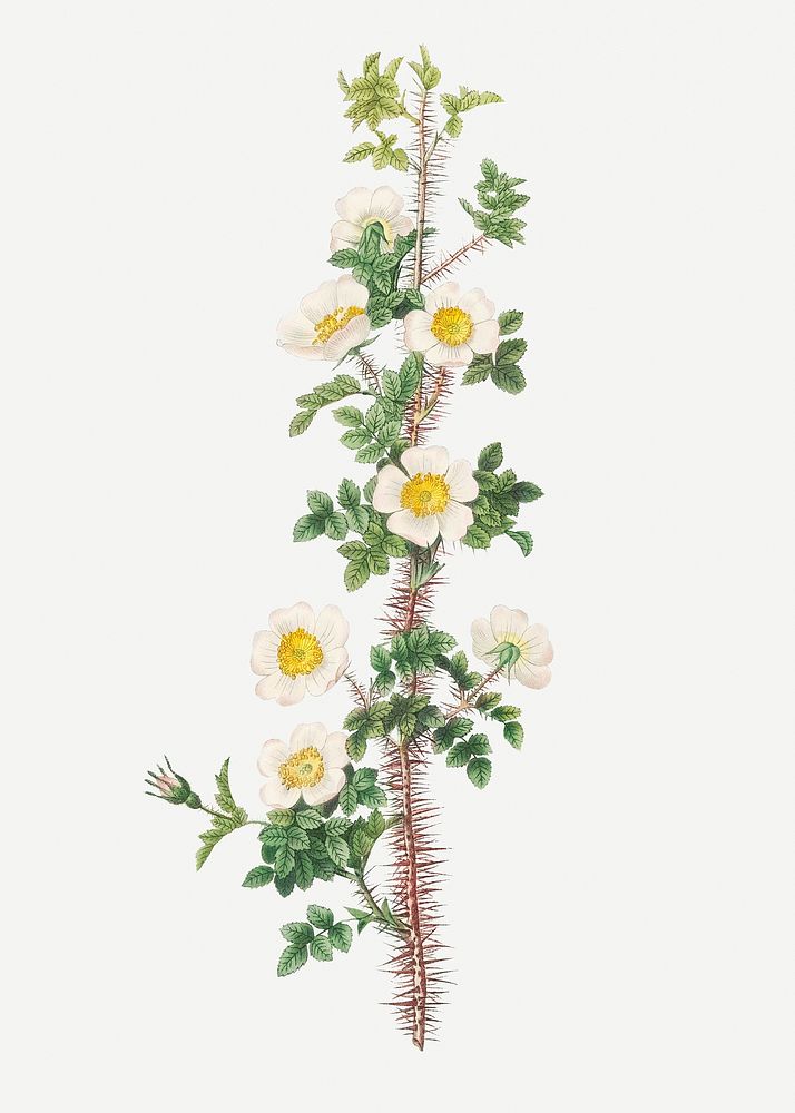 Vintage blooming Scotch rose illustration