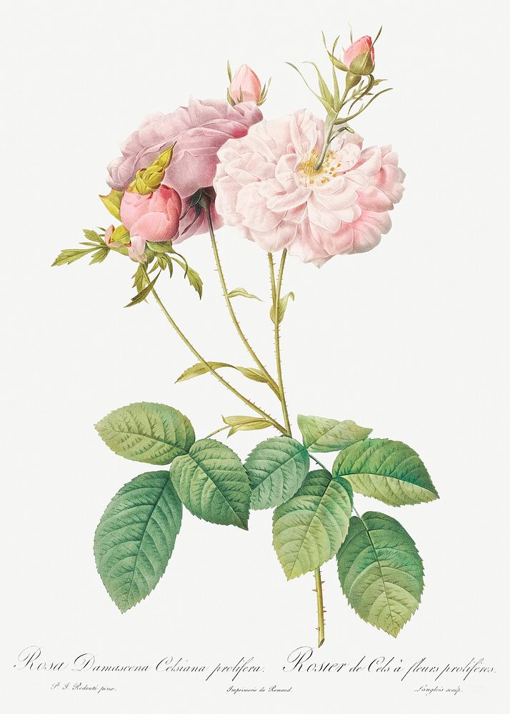 Celsiana, Damask Rose (Rosa damascena celsiana) from Les Roses (1817&ndash;1824) by Pierre-Joseph Redout&eacute;. Original…