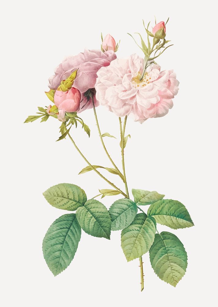 Vintage blooming damask rose vector