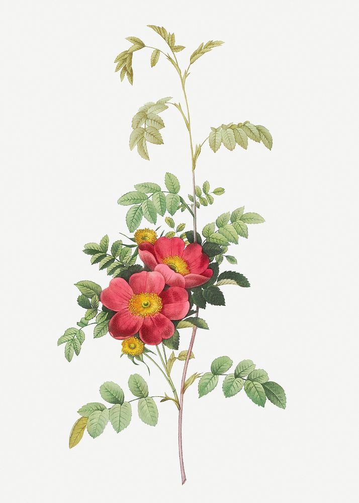 Vintage blooming alpine rose illustration