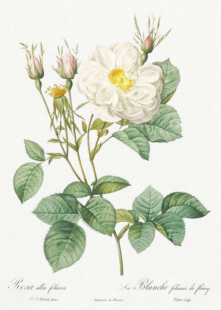 Rosa x alba, also known as the White Leaf of Fleury (Rosa alba foliacea) from Les Roses (1817&ndash;1824) by Pierre-Joseph…