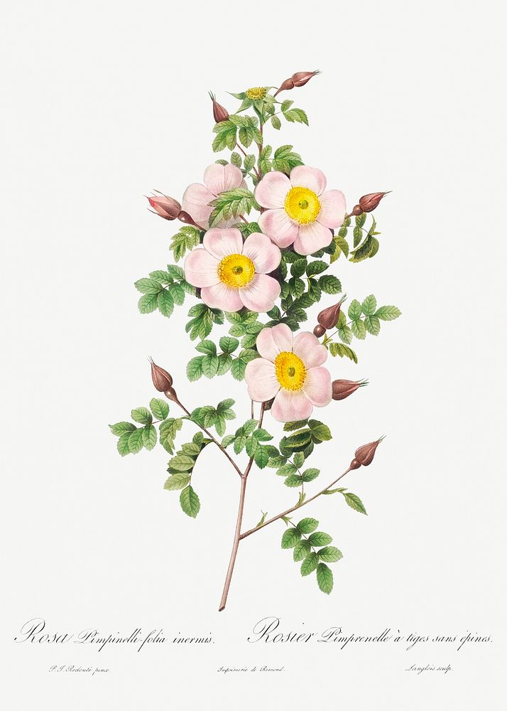 Rosa pimpinellifolia, also known as Burnet Rose (Rosa pimpinelli-folia inermis) from Les Roses (1817&ndash;1824) by Pierre…