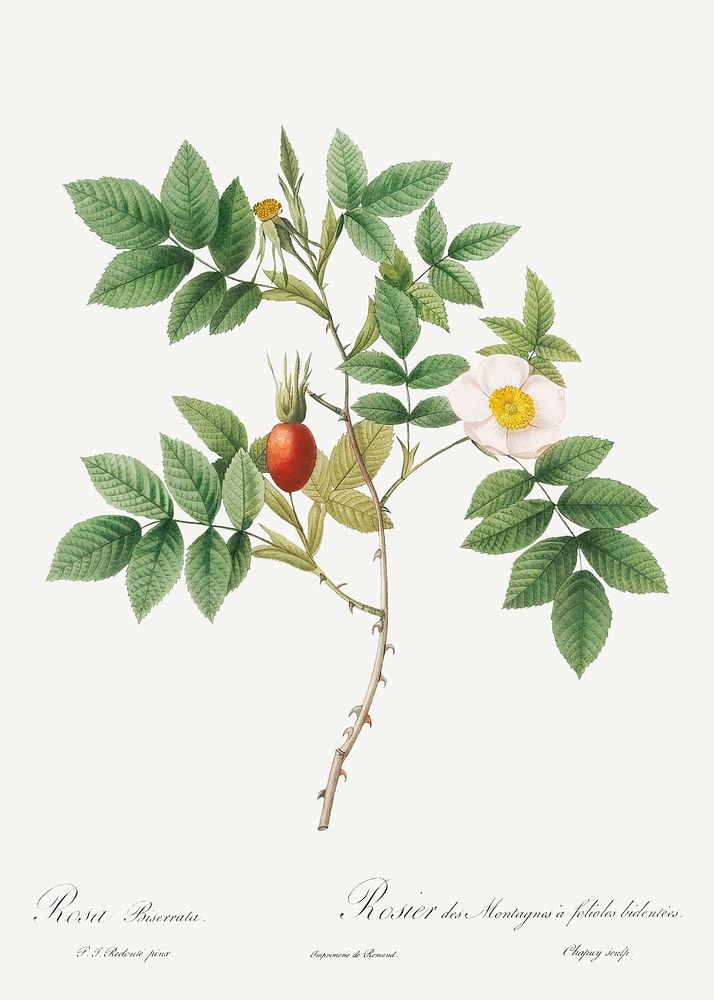 Bidentate Mountain Rose, also known as Mountain Rose with Toothed Leaflets (Rosa biserrata) from Les Roses (1817&ndash;1824)…
