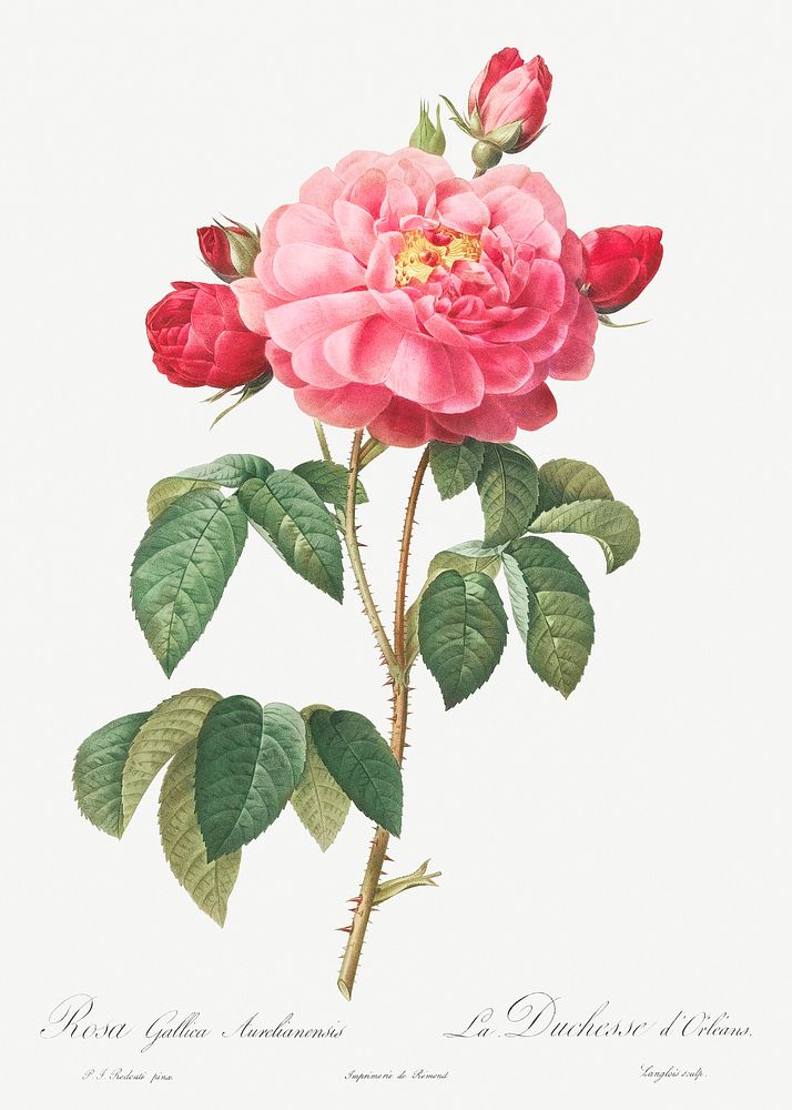 Gallic Rose, also known as the Duchess of Orleans (Rosa Gallica Aurelianensis) from Les Roses (1817&ndash;1824) by Pierre…