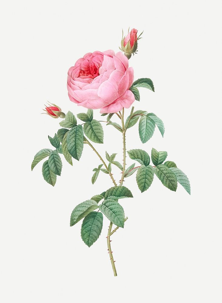 Vintage burgundy cabbage rose illustration
