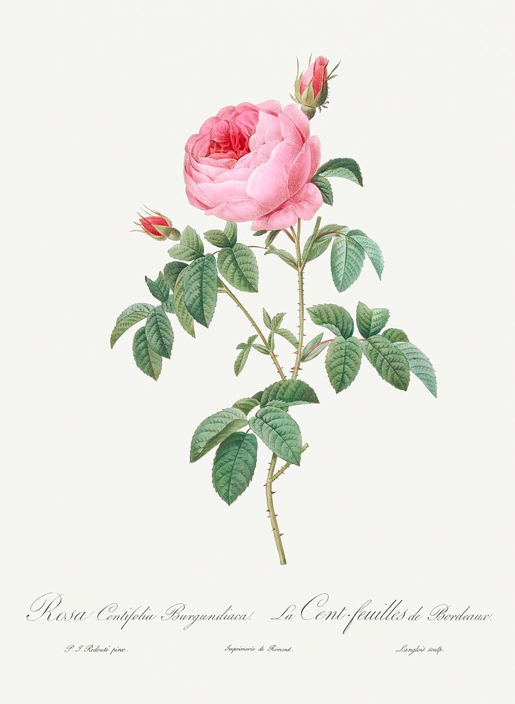 Burgundy Cabbage Rose, the Hundred-Leaves of Bordeaux (Rosa centifolia urgundiaca) from Les Roses (1817&ndash;1824) by…