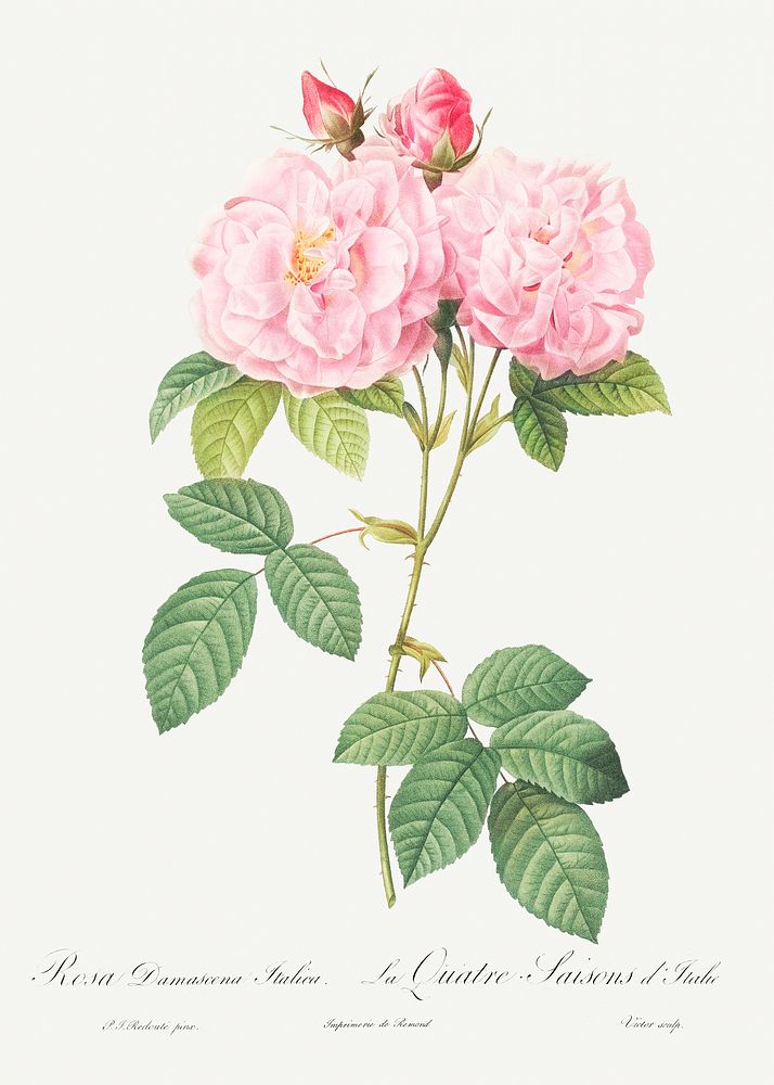 Italian Damask Rose, also known as the Four Seasons of Italy (Rosa damascena Italica) from Les Roses (1817&ndash;1824) by…